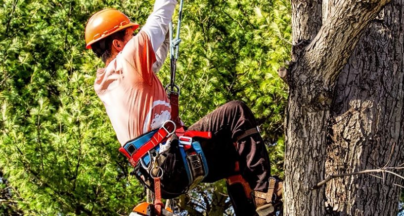 Hire tree pruning experts to trim down the overgrown trees!