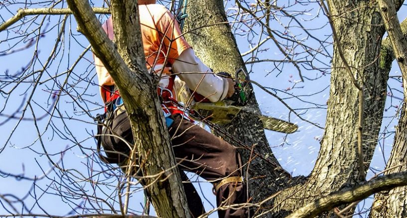 Tree Trimming Services for Your Home