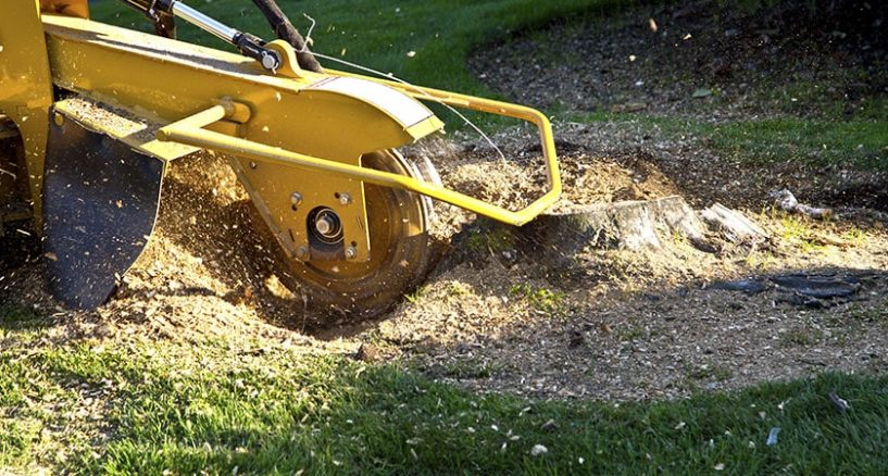 Tree stump removal-some important steps have to be taken