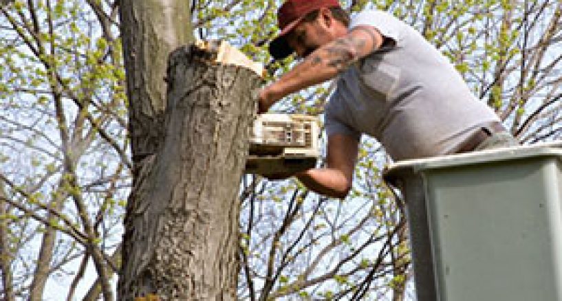 Tree Masters Donegal